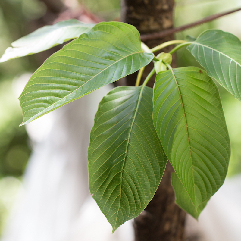 Kratom (Mitragyna speciosa) Mitragynine. Drugs and Narcotics