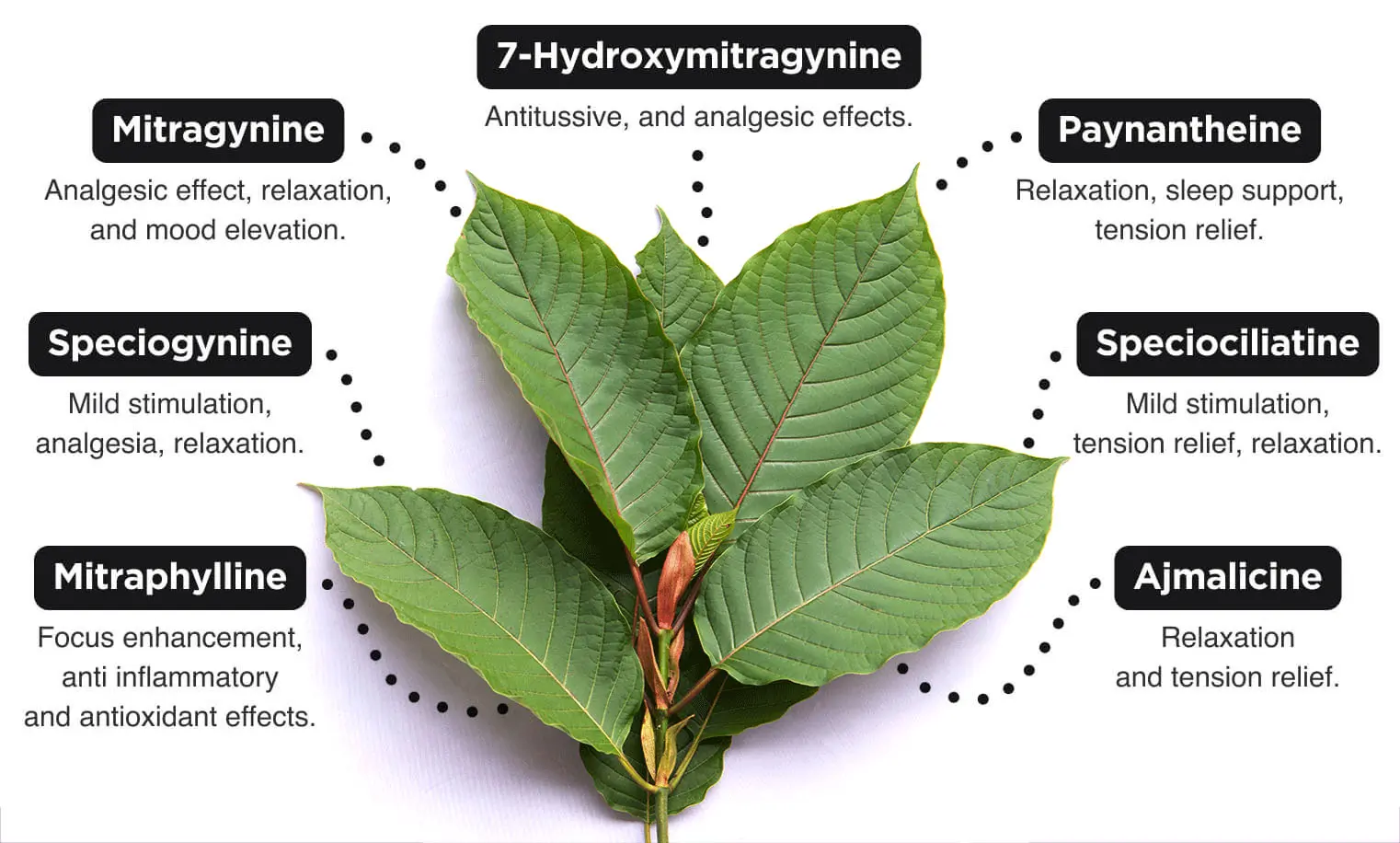 kratom-diagram