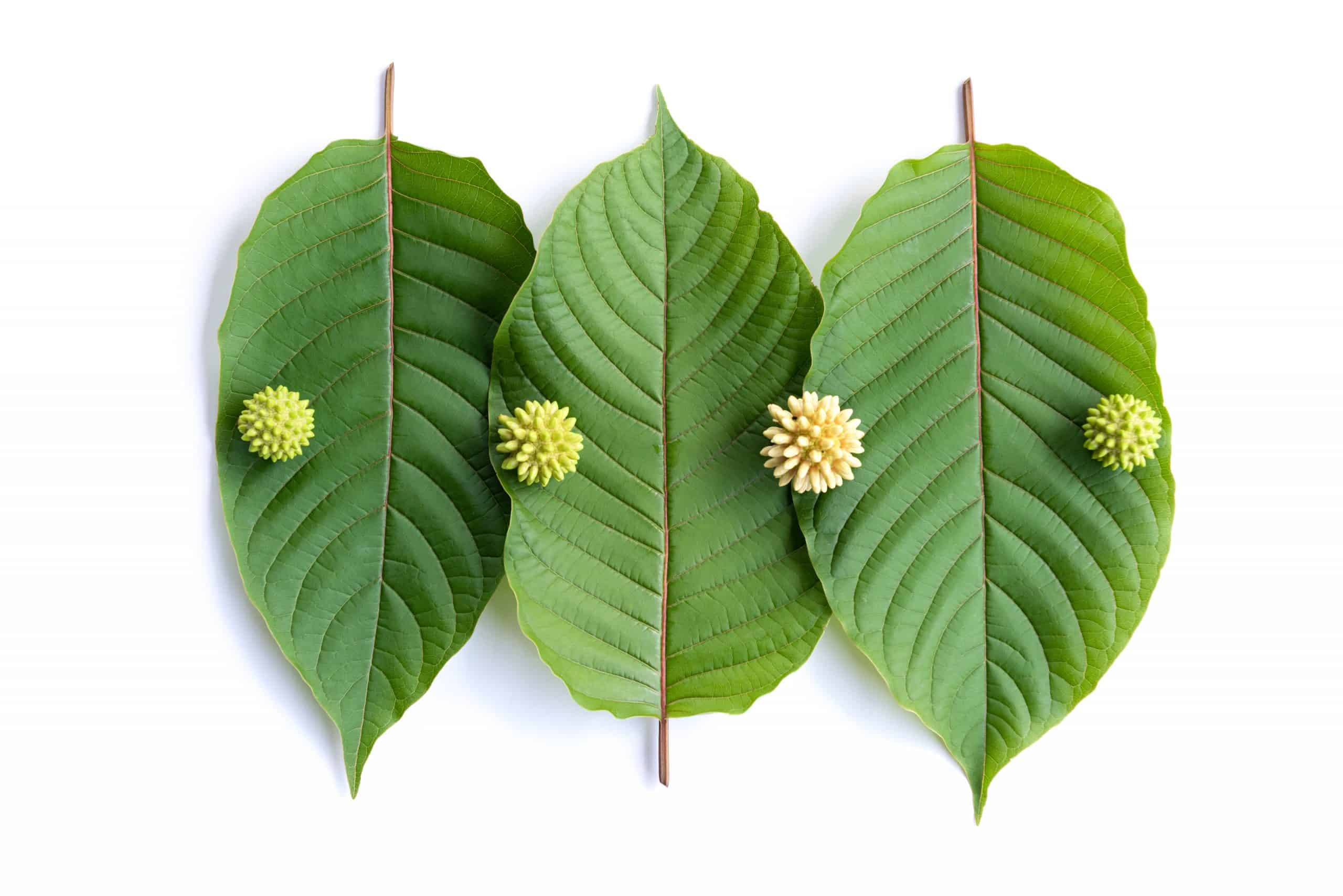leaves-flowers-fruits-liquid-kratom-mitragynine-white-isolated-scaled